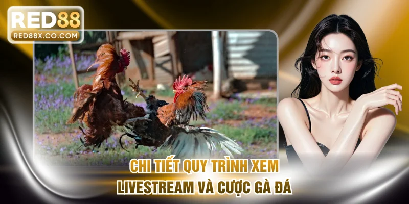 Chi tiết quy trình xem livestream và cược gà đá