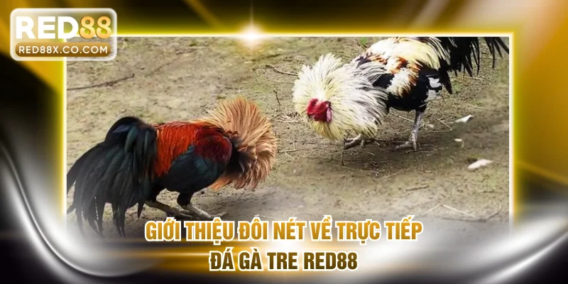 Giới thiệu đôi nét về trực tiếp đá gà Tre RED88