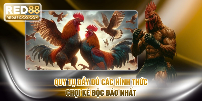 Quy tụ đầy đủ các hình thức chọi kê độc đáo nhất