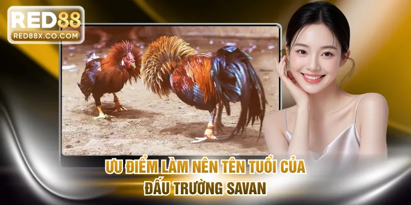 Ưu điểm làm nên tên tuổi của đấu trường Savan
